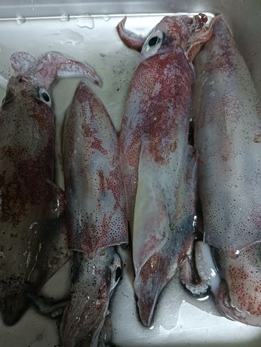 ケンサキイカの釣果