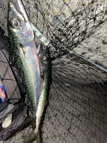 サバの釣果