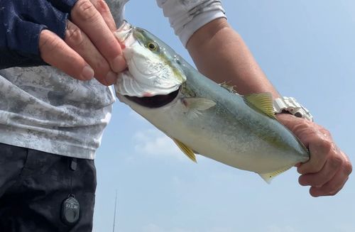 ツバスの釣果