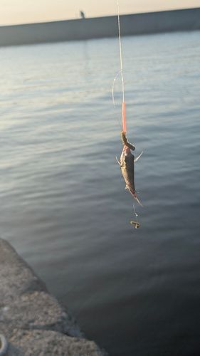 チャリコの釣果