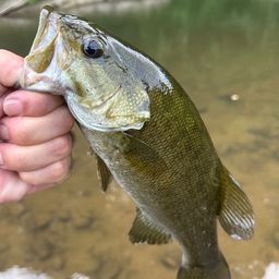 スモールマウスバス