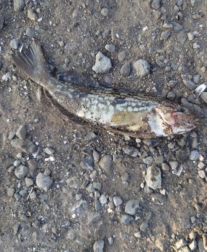 アイナメの釣果