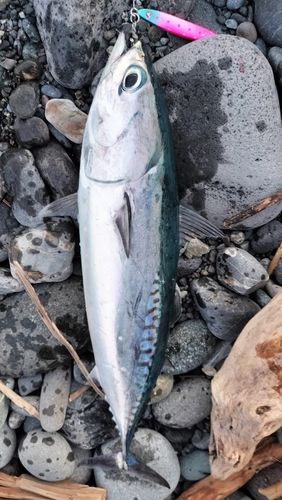 ソウダガツオの釣果