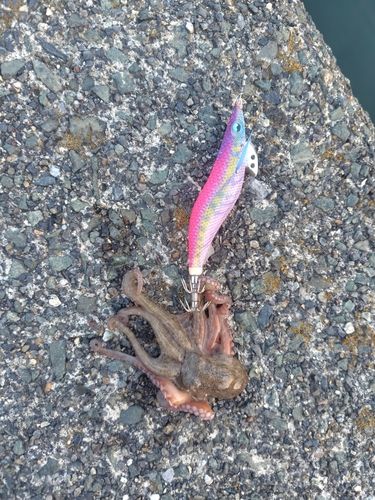 タコの釣果