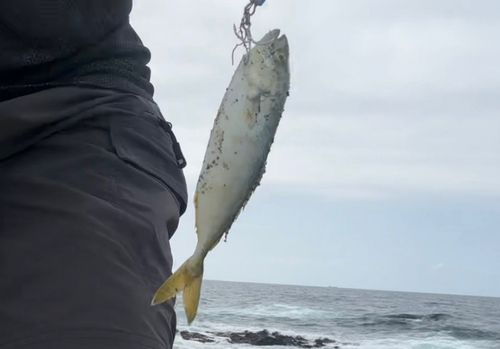 モジャコの釣果