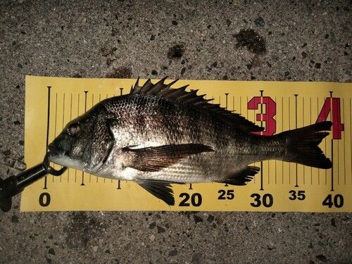 クロダイの釣果