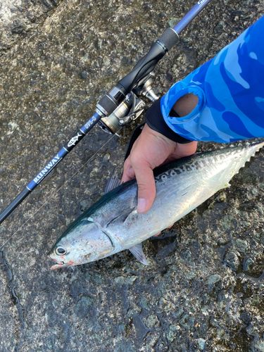 マルソウダの釣果