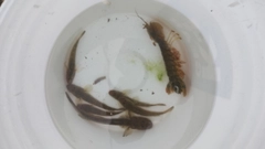シャコの釣果