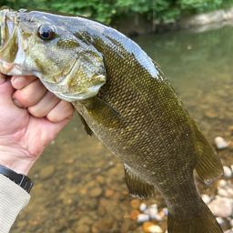 スモールマウスバス
