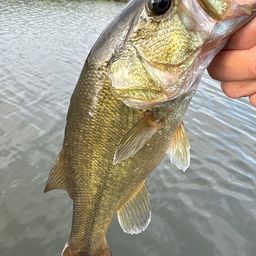 ラージマウスバス