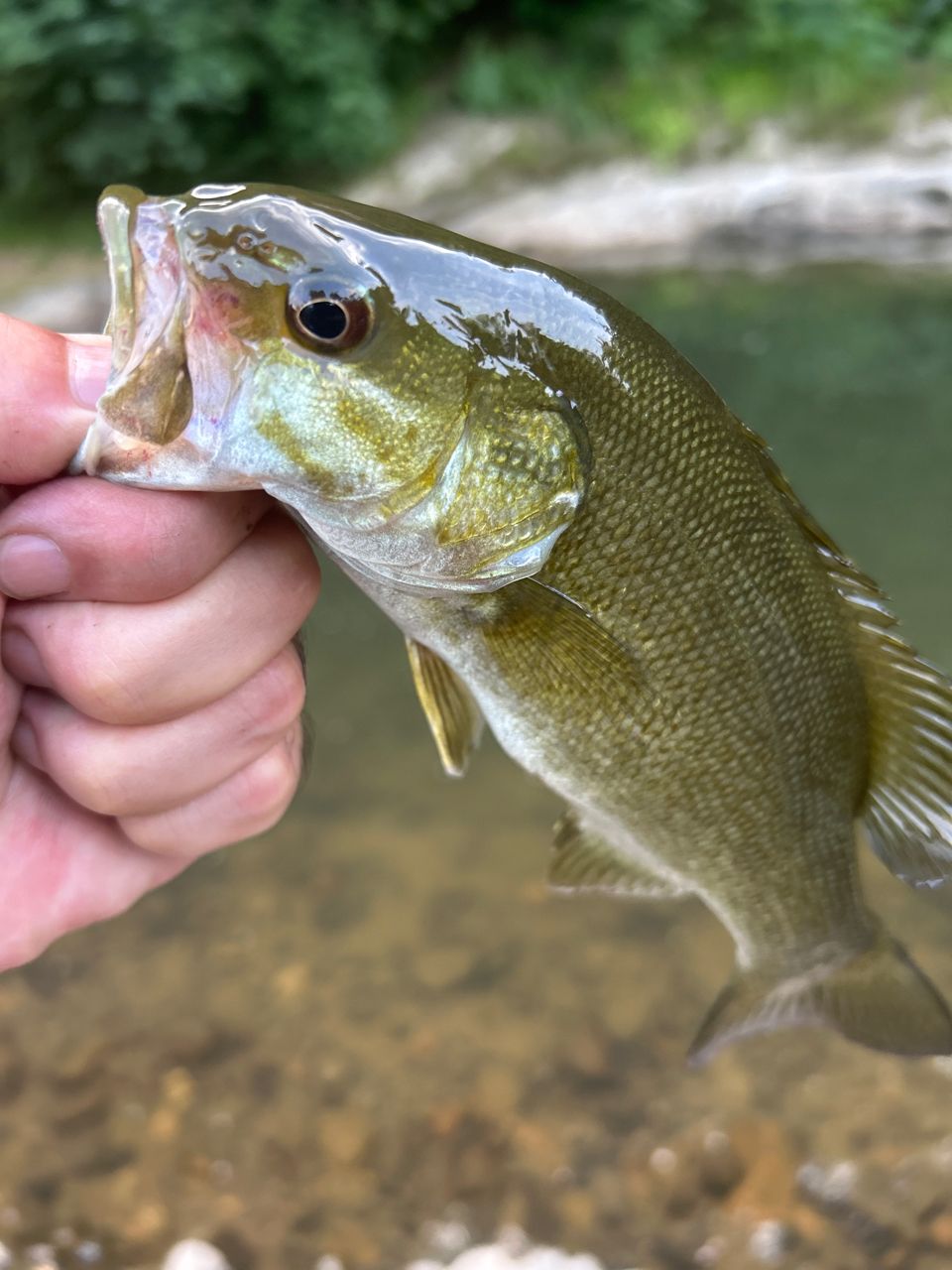 スモールマウスバス