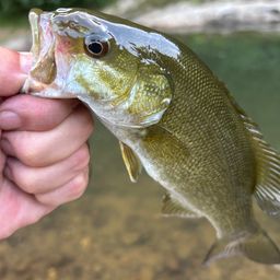 スモールマウスバス