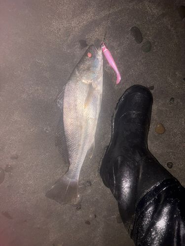 ニベの釣果