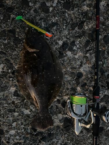 ヒラメの釣果