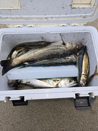 マアジの釣果