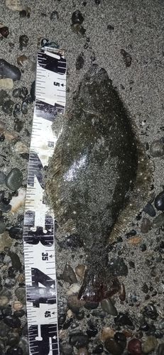 ヒラメの釣果