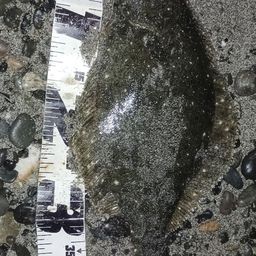 ヒラメ