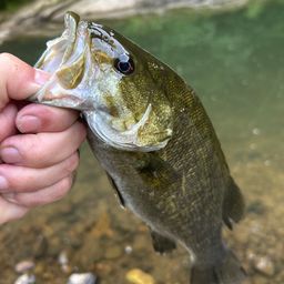 スモールマウスバス