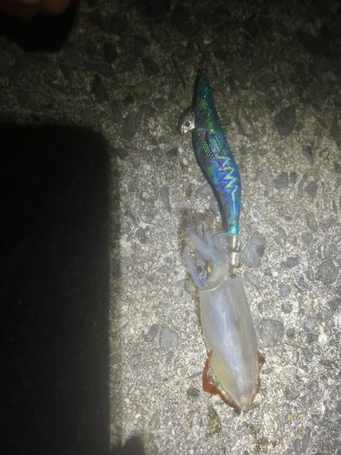 ヤリイカの釣果