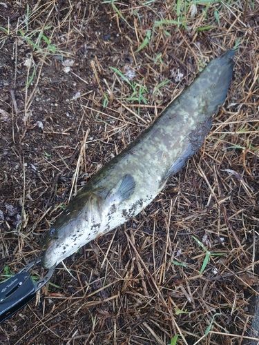 ナマズの釣果