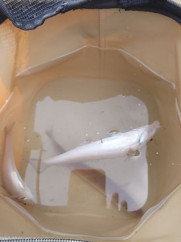 シロギスの釣果