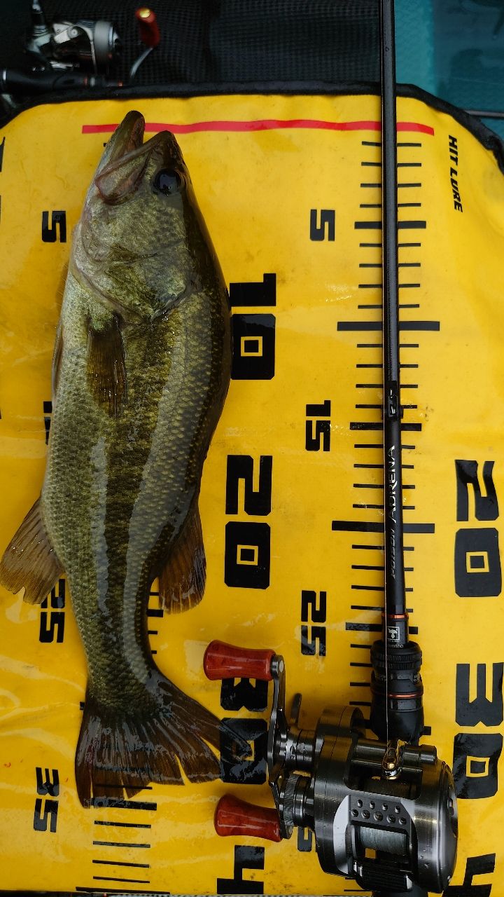 ラージマウスバス