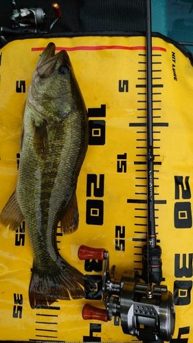 ラージマウスバスの釣果