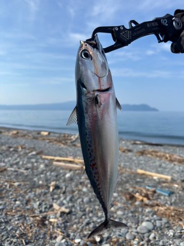 ソウダガツオの釣果
