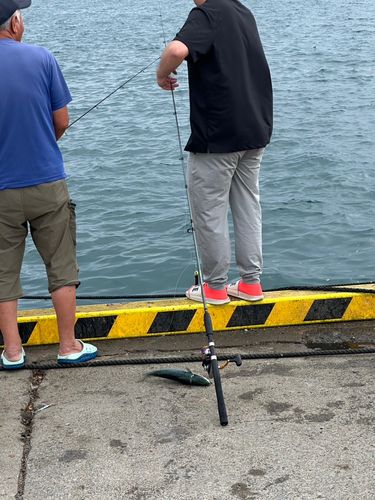 ソウダガツオの釣果