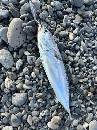 ソウダガツオの釣果