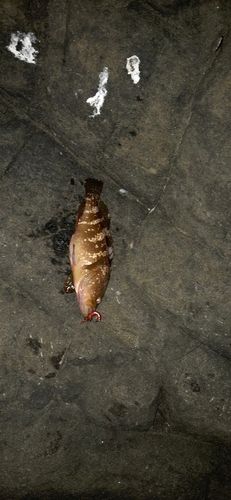 キジハタの釣果