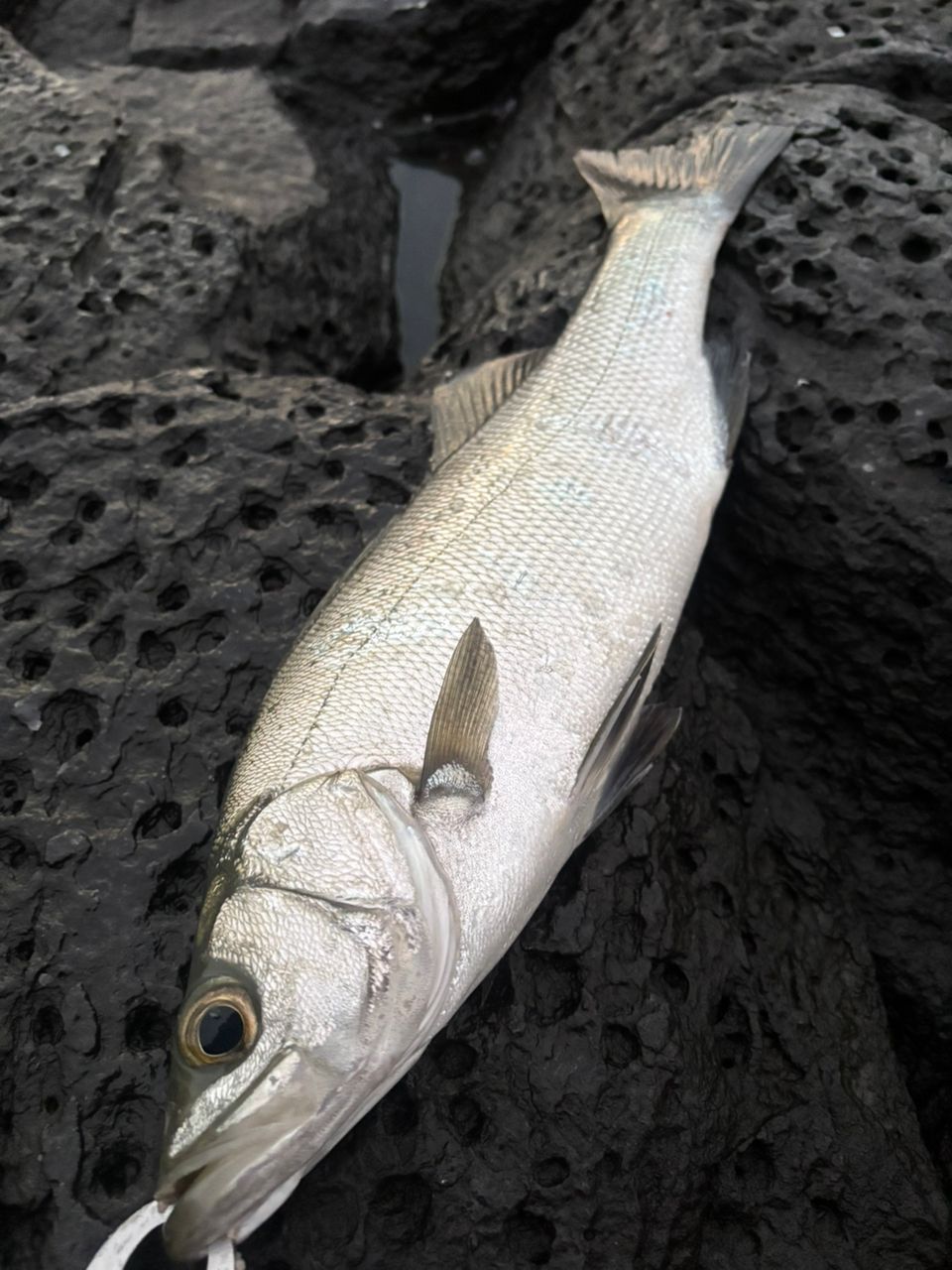 リップルフィッシャー モンスターインパクト 101HH Nano RippleFisher Monster Impact 101HH nano / Avarice 103M nano