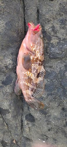 キジハタの釣果