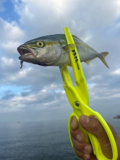 ツバスの釣果