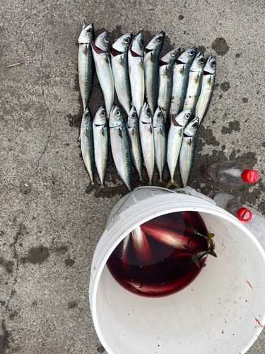 サバの釣果