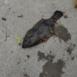 クロガシラガレイ