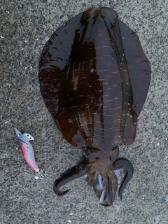 アオリイカの釣果