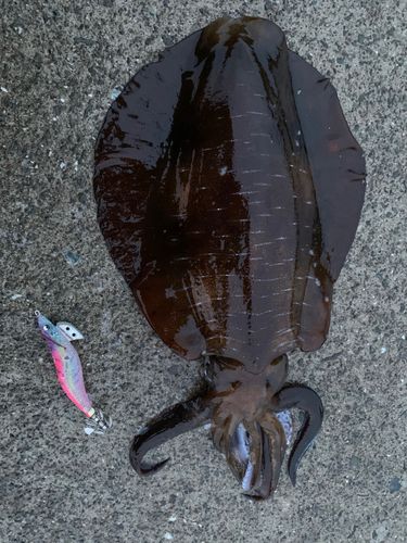 アオリイカの釣果
