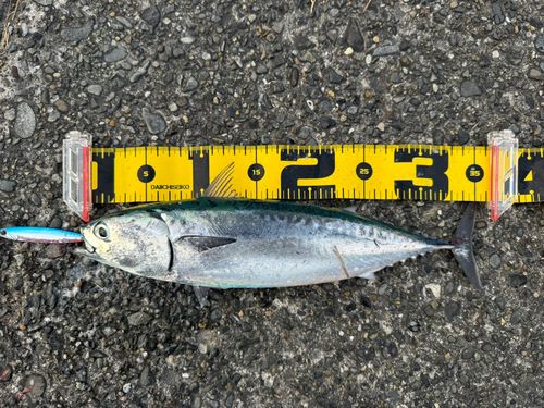ソウダガツオの釣果