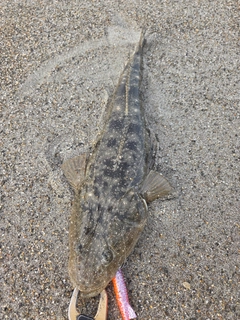 コチの釣果