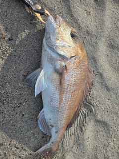 タイの釣果