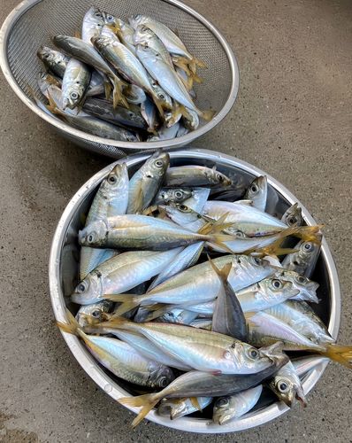 アジの釣果