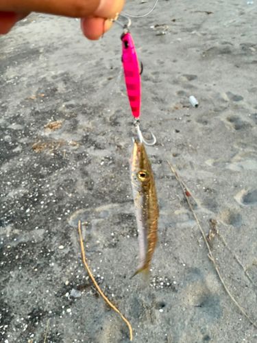 カマスの釣果