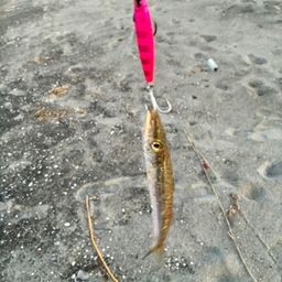 カマス