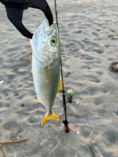 ワカシの釣果