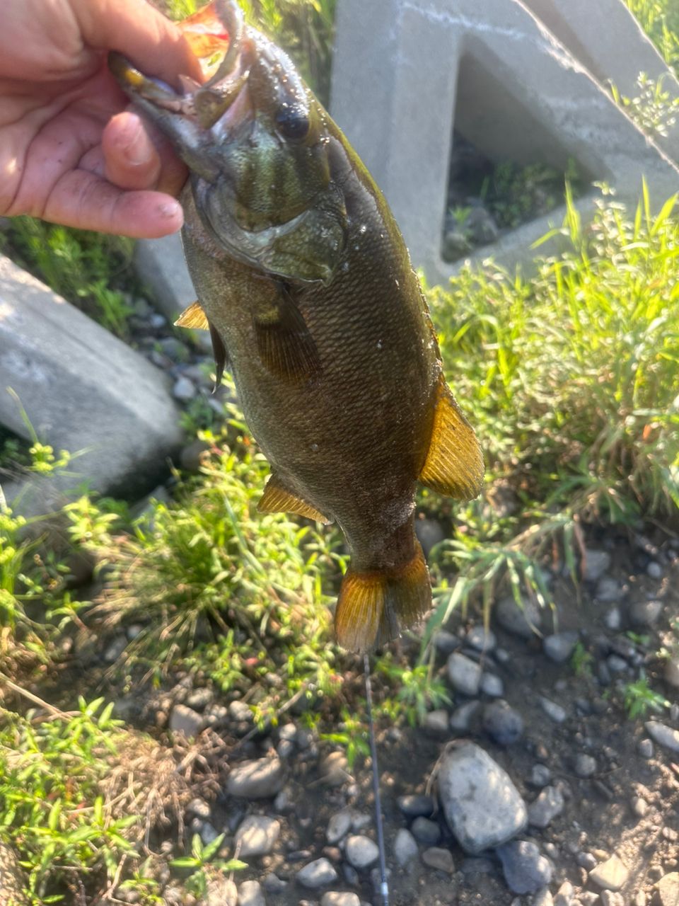 スモールマウスバス