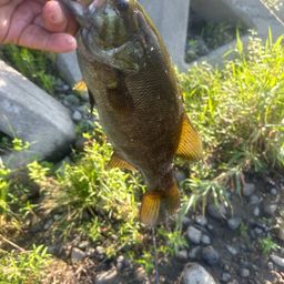 スモールマウスバス