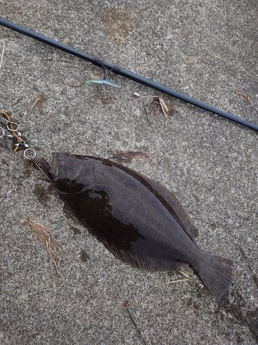 ヒラメの釣果
