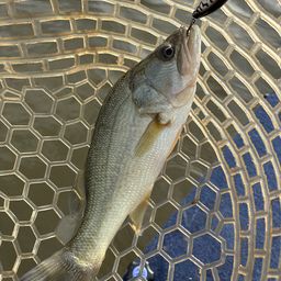 ラージマウスバス