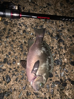クロメジナの釣果